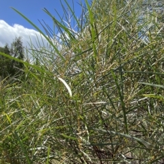 Acacia doratoxylon at Paddys River, ACT - 8 Apr 2023