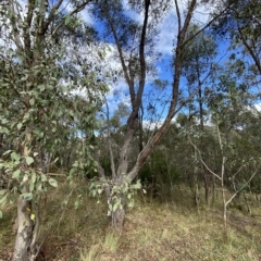 Eucalyptus macrorhyncha (Red Stringybark) at Bullen Range - 8 Apr 2023 by Tapirlord