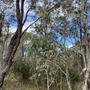 Eucalyptus polyanthemos at Paddys River, ACT - 8 Apr 2023 10:26 AM