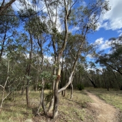 Eucalyptus polyanthemos at Paddys River, ACT - 8 Apr 2023 10:26 AM