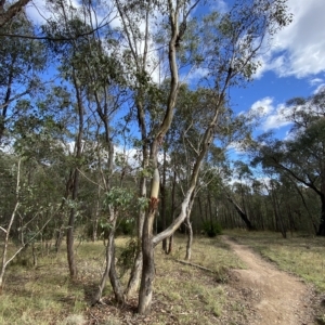 Eucalyptus polyanthemos at Paddys River, ACT - 8 Apr 2023 10:26 AM