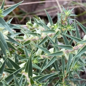 Melichrus urceolatus at Paddys River, ACT - 8 Apr 2023