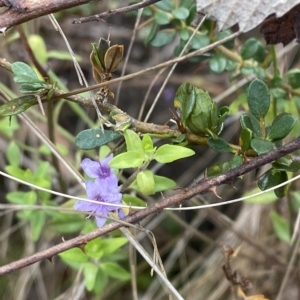 Mentha diemenica at Paddys River, ACT - 8 Apr 2023