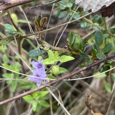 Mentha diemenica (Wild Mint, Slender Mint) at Paddys River, ACT - 8 Apr 2023 by Tapirlord