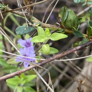 Mentha diemenica at Paddys River, ACT - 8 Apr 2023