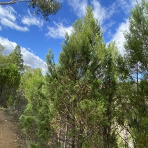 Callitris endlicheri at Paddys River, ACT - 8 Apr 2023