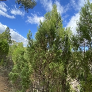 Callitris endlicheri at Paddys River, ACT - 8 Apr 2023