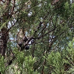 Callitris endlicheri at Paddys River, ACT - 8 Apr 2023