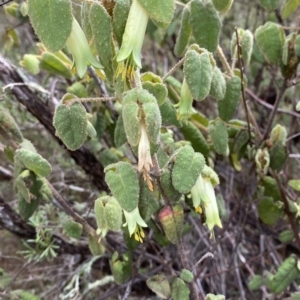 Correa reflexa var. reflexa at Paddys River, ACT - 8 Apr 2023