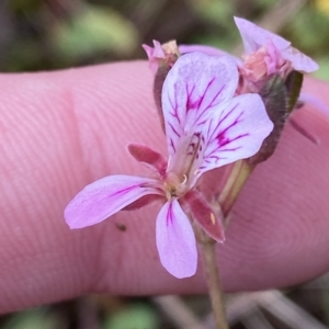 Pelargonium inodorum at Paddys River, ACT - 8 Apr 2023