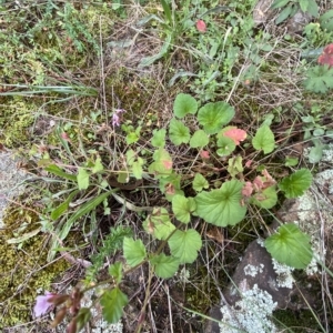 Pelargonium inodorum at Paddys River, ACT - 8 Apr 2023