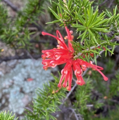 Grevillea juniperina subsp. fortis (Grevillea) at Paddys River, ACT - 8 Apr 2023 by Tapirlord