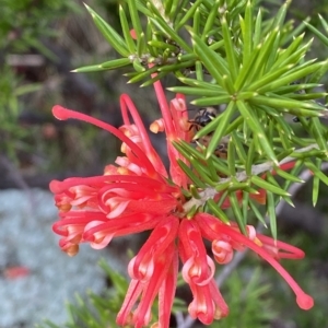 Grevillea juniperina subsp. fortis at Paddys River, ACT - 8 Apr 2023