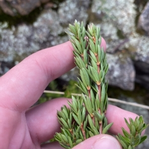 Micrantheum hexandrum at Paddys River, ACT - 8 Apr 2023