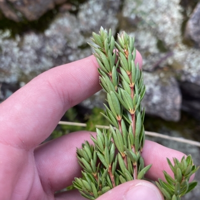 Micrantheum hexandrum (Box Micrantheum) at Bullen Range - 8 Apr 2023 by Tapirlord