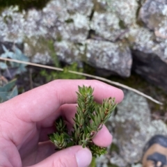 Micrantheum hexandrum at Paddys River, ACT - 8 Apr 2023