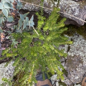 Micrantheum hexandrum at Paddys River, ACT - 8 Apr 2023