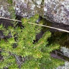 Micrantheum hexandrum at Paddys River, ACT - 8 Apr 2023