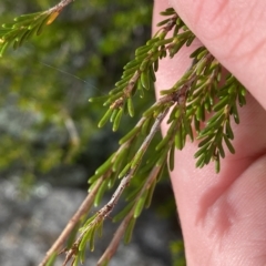 Calytrix tetragona (Common Fringe-myrtle) at Paddys River, ACT - 8 Apr 2023 by Tapirlord