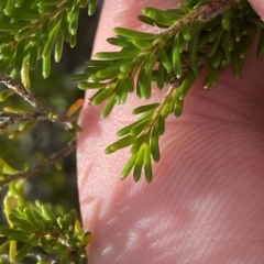 Calytrix tetragona at Paddys River, ACT - 8 Apr 2023