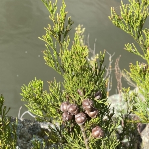 Callitris endlicheri at Paddys River, ACT - 8 Apr 2023