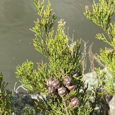 Callitris endlicheri (Black Cypress Pine) at Bullen Range - 8 Apr 2023 by Tapirlord