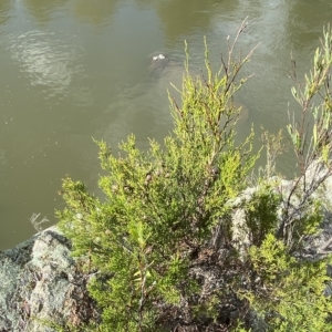 Callitris endlicheri at Paddys River, ACT - 8 Apr 2023