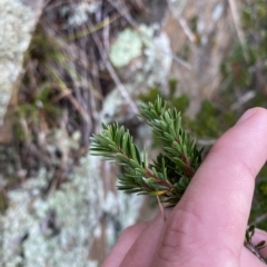 Micrantheum hexandrum (Box Micrantheum) at Bullen Range - 8 Apr 2023 by Tapirlord