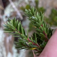 Micrantheum hexandrum at Paddys River, ACT - 8 Apr 2023