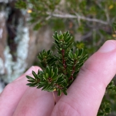 Micrantheum hexandrum at Paddys River, ACT - 8 Apr 2023 10:05 AM