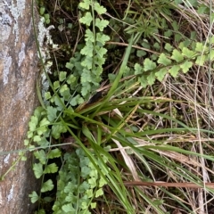 Asplenium flabellifolium (Necklace Fern) at Paddys River, ACT - 8 Apr 2023 by Tapirlord