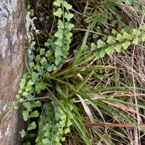 Asplenium flabellifolium at Paddys River, ACT - 8 Apr 2023