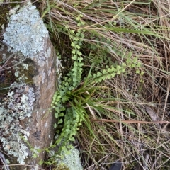 Asplenium flabellifolium at Paddys River, ACT - 8 Apr 2023