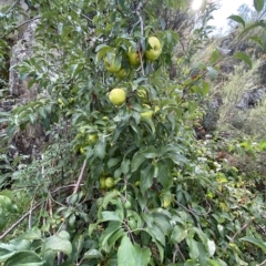 Malus domestica (Pink Lady Apple) at Bullen Range - 8 Apr 2023 by Tapirlord