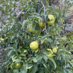 Malus domestica at Paddys River, ACT - 8 Apr 2023