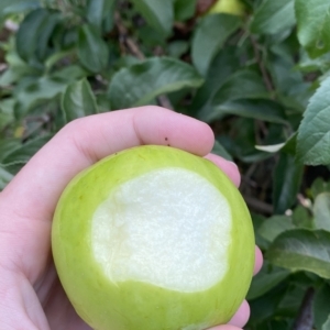 Malus domestica at Paddys River, ACT - 8 Apr 2023