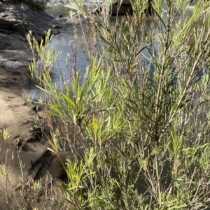 Callistemon sieberi at Paddys River, ACT - 8 Apr 2023 09:57 AM