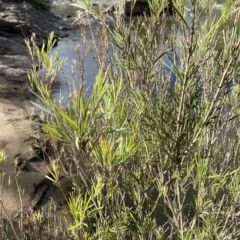 Callistemon sieberi at Paddys River, ACT - 8 Apr 2023 09:57 AM