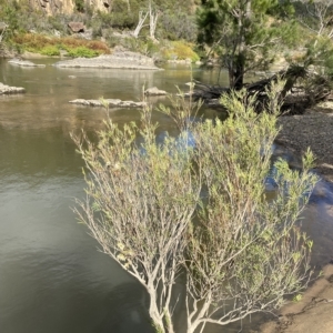 Callistemon sieberi at Paddys River, ACT - 8 Apr 2023 09:57 AM