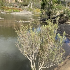 Callistemon sieberi at Paddys River, ACT - 8 Apr 2023 09:57 AM