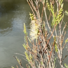 Callistemon sieberi at Paddys River, ACT - 8 Apr 2023 09:57 AM