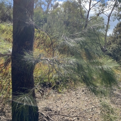 Casuarina cunninghamiana subsp. cunninghamiana (River She-Oak, River Oak) at Paddys River, ACT - 7 Apr 2023 by Tapirlord