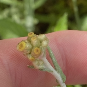 Pseudognaphalium luteoalbum at Paddys River, ACT - 8 Apr 2023