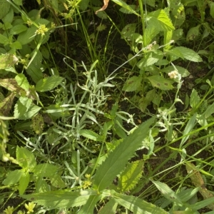 Pseudognaphalium luteoalbum at Paddys River, ACT - 8 Apr 2023