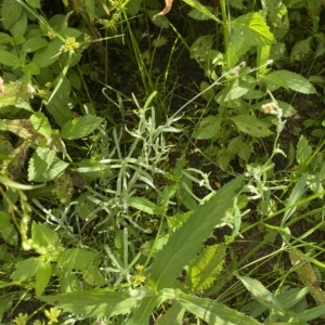 Pseudognaphalium luteoalbum at Paddys River, ACT - 8 Apr 2023