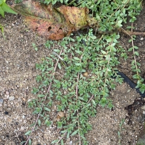 Lythrum hyssopifolia at Paddys River, ACT - 8 Apr 2023 09:53 AM