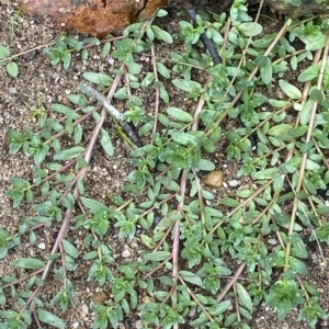 Lythrum hyssopifolia at Paddys River, ACT - 8 Apr 2023 09:53 AM