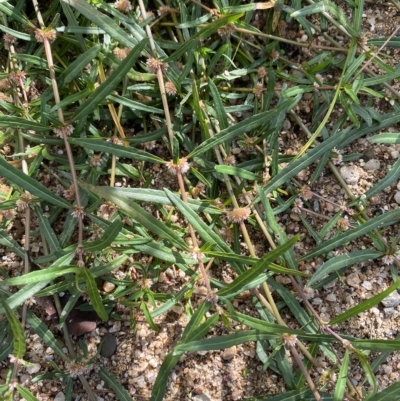 Alternanthera denticulata (Lesser Joyweed) at Bullen Range - 7 Apr 2023 by Tapirlord