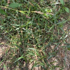 Alternanthera denticulata at Paddys River, ACT - 8 Apr 2023