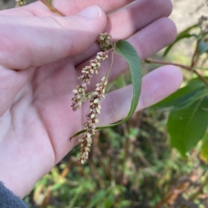 Persicaria decipiens at Paddys River, ACT - 8 Apr 2023